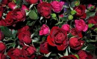 JBFlowerDesigns's profile picture. ..not just a florist. Come and see us for all your floral, balloon and gift needs.