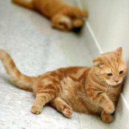 ray_tea_t's profile picture. 砂上に楼閣築いちゃったアカウント🏛️ 
ピサの斜塔のごとく傾きながら運用中🗼
ヘッダは2016年スリランカの夕焼け🌆 Ray Tea はスリランカのホテル🏨