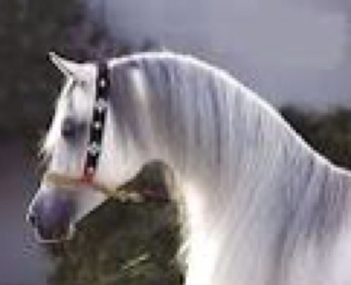 احب أعسف المهره اللي تغلي، واحب أروض كل طرف يموقي ،واحب أسافر مع سحابٍ تعلي، واحب فوق الغيم لمع البروقي