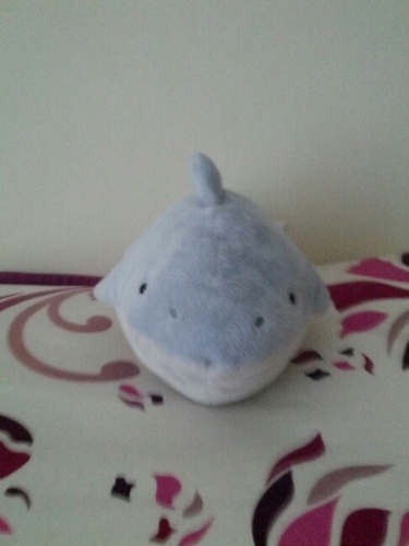 I am the world's smallest, fattest shark, and all I want is for you to love me.