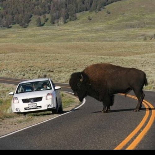 I have the head of a bison. Home of #bisonbets the fastest way to lose money