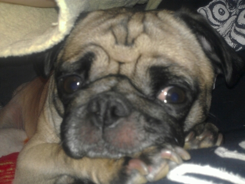 I am a simple pug living in Indiana. Loves cuddles, snackies, long naps and my mommy!