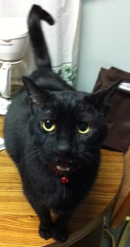 MrPuparoo's profile picture. The would-be spokescat for Black Cat Firecrackers!