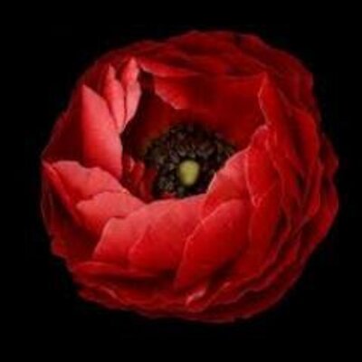 Rosliza Ibrahim Roslizaibra Twitter