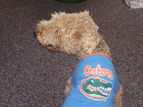 airedale05's profile picture. 