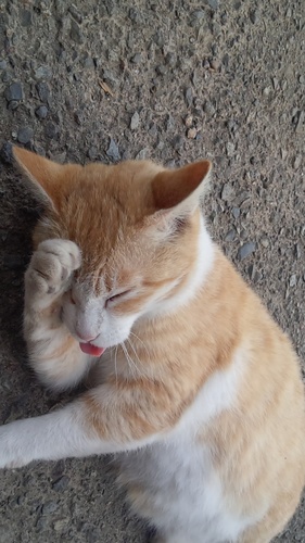 猫好きです。とくにメインクーンが好きです。猫飼ってます（キジトラ）。たまに引っかかれています。でも大好きです。
リラックマ好きです。のんびり毎日過ごしてます。
