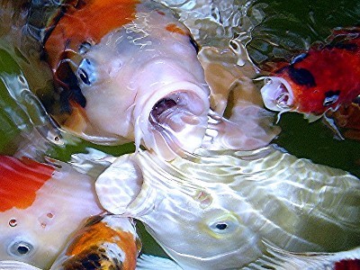 Koi_Kichi's profile picture. All about Koi!