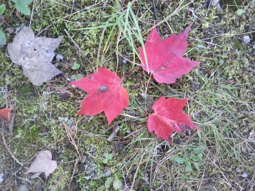 bob_jg's profile picture. 