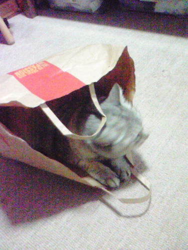 ねこ