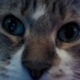 meaniemom (@ni_harts) Twitter profile photo meaniemom (@ni_harts) Twitter profile photo