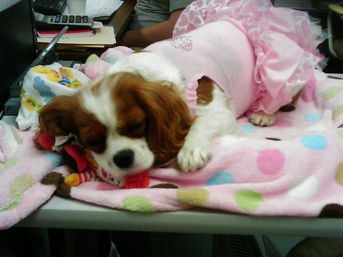 LCShimko's profile picture. Catholic Charismatic! evangelist/catechist/wana b apologist, pro-lifer, engaged~liv'n chaste (TOB), lap banded, mom (4legs2), DIY'r/plan'r/crafter/sewer/OU Grad