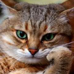 vova_ti_3431299's profile picture. 