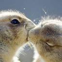 feng shao - @fengshao4 - Twitter