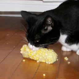 courteouskurt's profile picture. I used to write magazines and video game manuals. Now I fix broken houses in Pittsburgh.