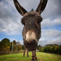 Punhandler (@punhandler) 's Twitter Profile