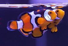 Anything and verything you need for your saltwater or coral reef aquarium!