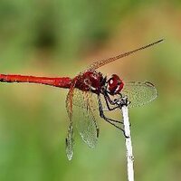 elif  (@elifodonata) Twitter profile photo