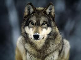 Wolvesforever90's profile picture. 