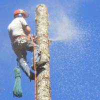 Andy’s tree and stump service promises prompt and courteous service. We know trees, there is no job too big or too small that we can’t handle.