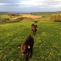 Dexter Cattle (@irishdexterherd) 's Twitter Profile