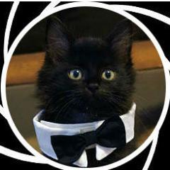 Alterciego's profile picture. -Las opiniones expresadas en esta cuenta no reflejan necesariamente las del gato de la foto-

Doctorado en el amor