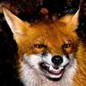 Sneaky_Red_Fox's profile picture. 