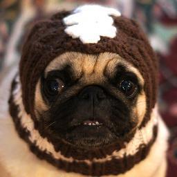 Promotes happiness w/ enthusiastic greetings, stuffed animal offerings, pug hugs, stress therapy, photo ops, and food vacuuming services!
