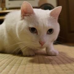 金融&投資ライター。株式及びFXで投資歴20年以上、ファンダも好きだがテクニカルも好き。LIMO、zuuonline他に金融系記事中心に寄稿中。寄稿記事がヤフーのトップページに掲載実績あり。ライティングの相談は、お気軽にお問い合わせ下さい。fibocat786@gmail.com