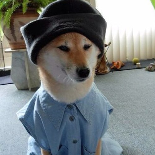 I'm a Korean/Dutch guy who loves dogs. Follow me and i follow back, unfollow and i do the same, simple as that...Netherlands