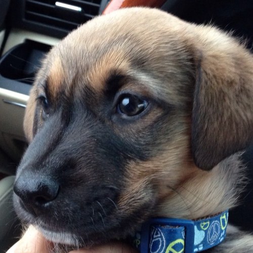 Rahul_Agarwalla's profile picture. 