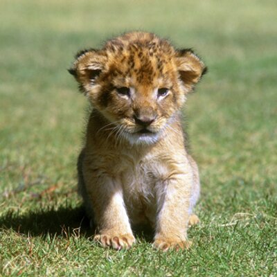 こどもらいおん Kodomo Rion Twitter