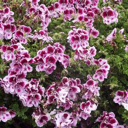 MillyHarlow's profile picture. 