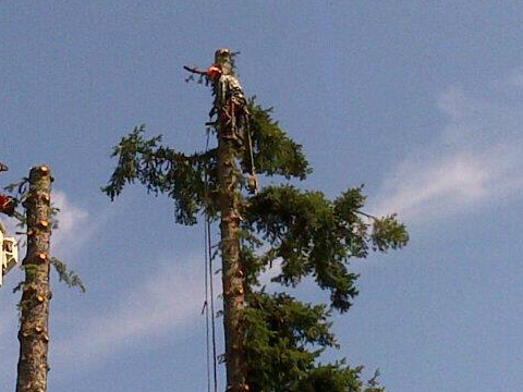 Tree cutting nomad, leaf fan for a loooong time, also leaf basher, especially whn they play Boston. Raptor + Jay fan also.