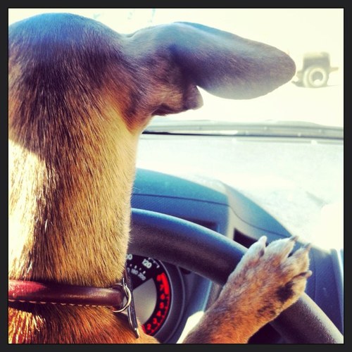 salvadordoggy's profile picture. More and more, it feels like I'm doing a really bad impersonation of myself. 

Look out for my autobiography I'm currently ghostwriting. #TalesFromTheCrate