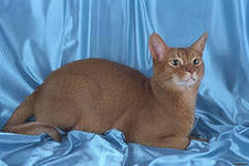 wumomitvih's profile picture. 