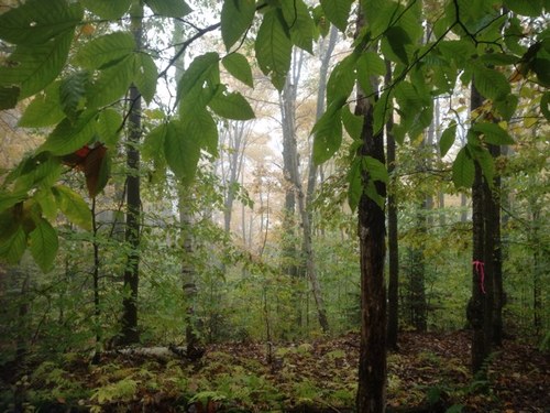 laflyca's profile picture. mom, regenerative ag, reader, born and bred DC wonk turned Mainer. BLM. Climate justice. Peace. Mask & vax. Bi. She. Shouting into the beautiful void