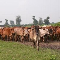 KRISHNAYAN GAURAKSHA (@krishnayangau) 's Twitter Profile