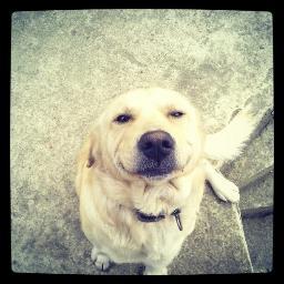 GoldenRetTurkey's profile picture. Türkiyenin en büyük Golden Retriever topluluğu.