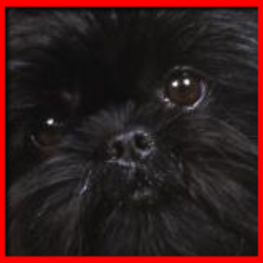 Affenpinscher Community