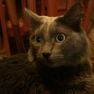 Ni gatos tengo.