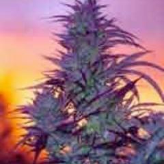 Tiller916's profile picture. 