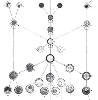 Teaching Fellow, Durham University, Department of Philosophy. Always interested in stem cell history (and related topics!)
