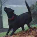 Maxine Middleton - @MaxinePup - Twitter