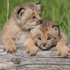 Sevince1983's profile picture. 