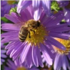 itsBeetime's profile picture. We love beekeeping! And we are beekeepers and beekeeping suppliers.