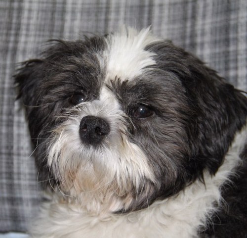 Ex-broodfokteefje, Shih Tzu. Nooit te oud om te leren, heb veel meegemaakt, ben lief, enthousiast en zei ik ook al: lief?Ze denken dat ik ca. 7 jaar oud ben.