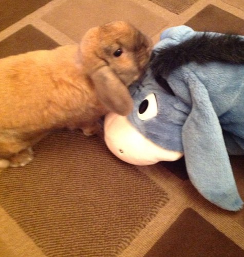 My name is Arthur i am a dawarf lop who is a fun loving house rabbit i have just lost my bootiful bun pal molly she went otrb on07/01/2012 country bunnies
