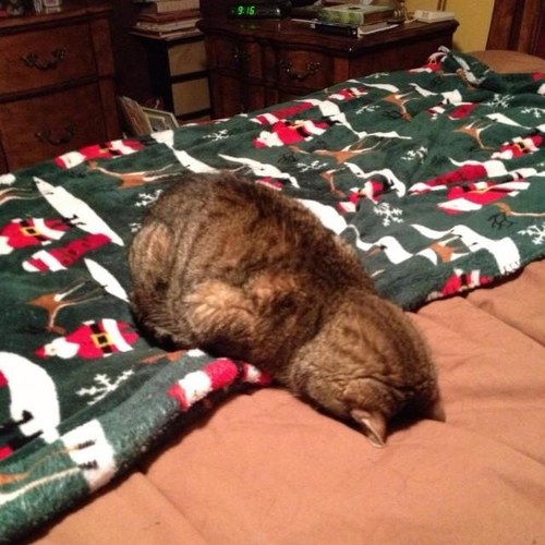 KayyyKoal's profile picture. 