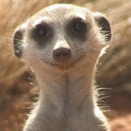 Just a young meerkat with a love of dubplates