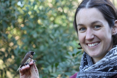 Melomys_info's profile picture. Owner Melomys business, sell nest boxes and fauna survey equipment, love wildlife, passionate about terrestrial birds